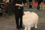RCACIB Mâle Toulouse 2017